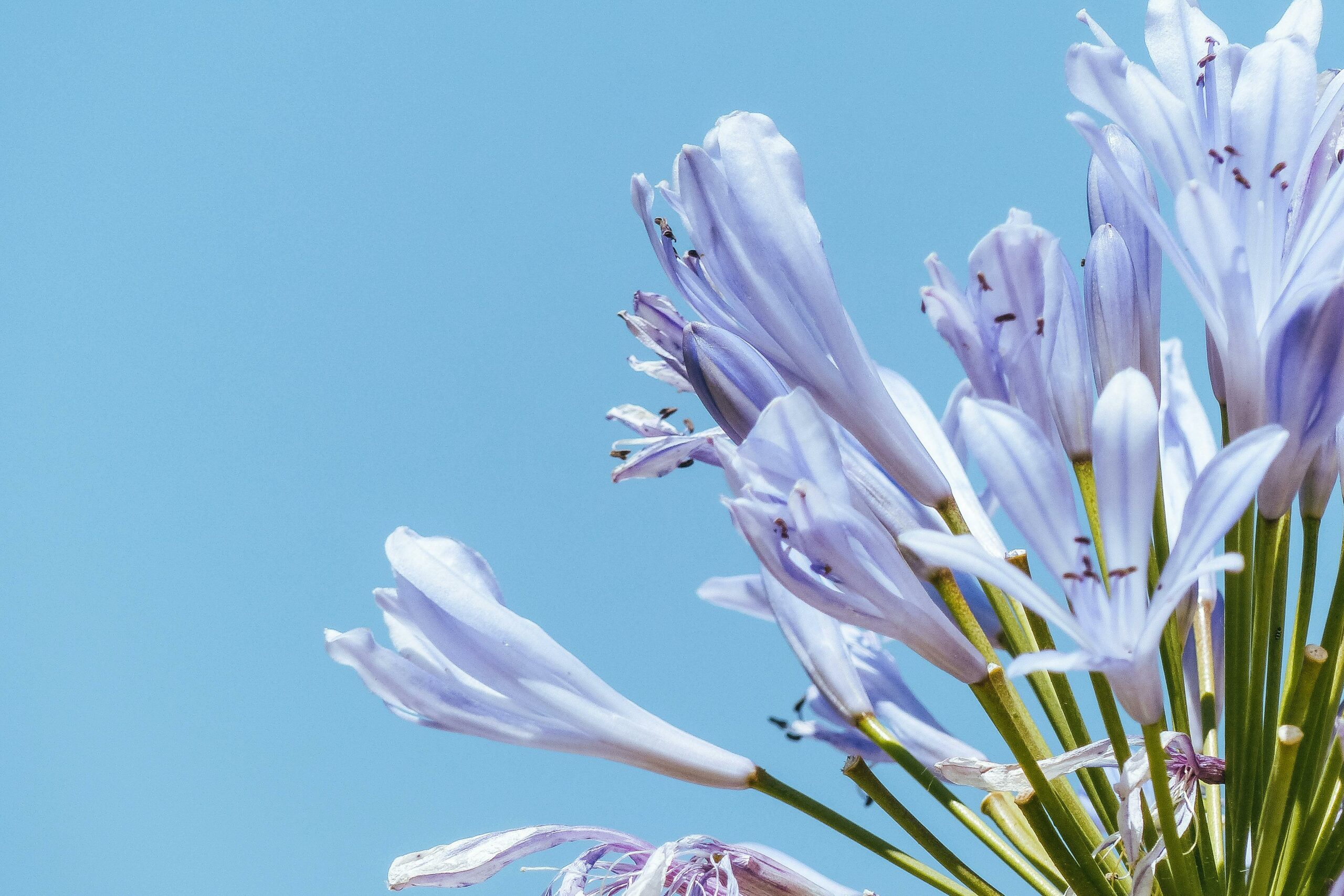 Sanfte Violett Blühende Blüten An Grünen Stielen