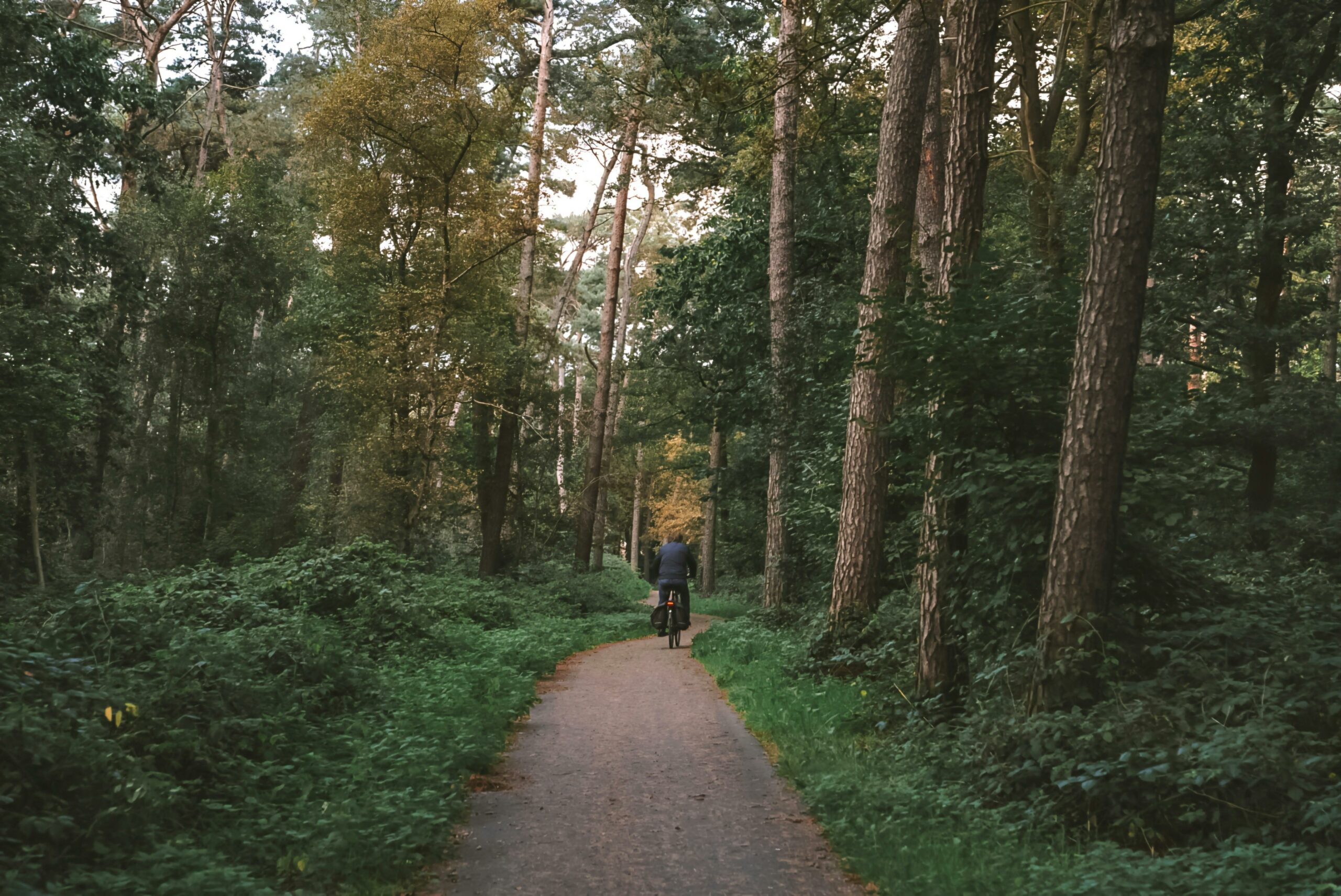 Ruhiger Waldweg Mit Radfahrer