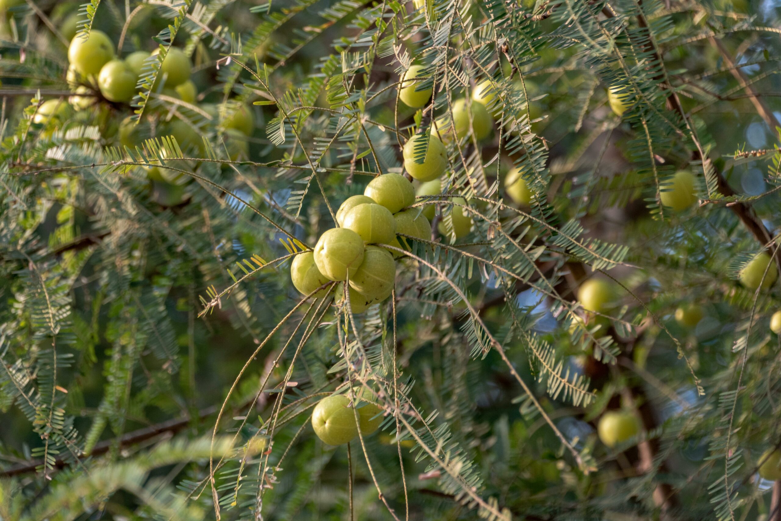 Detailliertes Bild von frischen grünen Amla-Früchten auf einem Ast in einer natürlichen Umgebung.