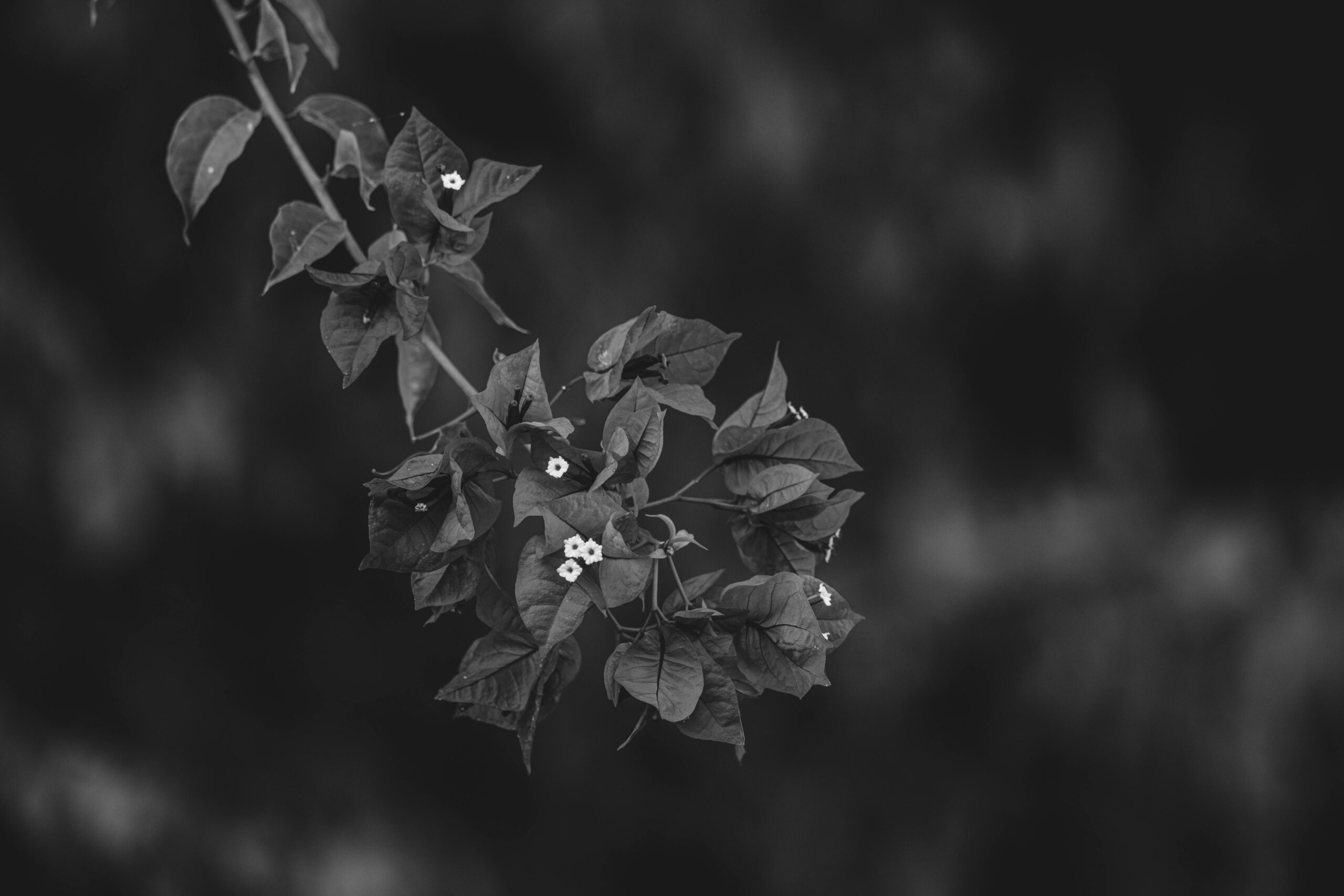 Künstlerisches Schwarzweißfoto eines Bougainvillea-Zweiges mit kleinen Blüten.