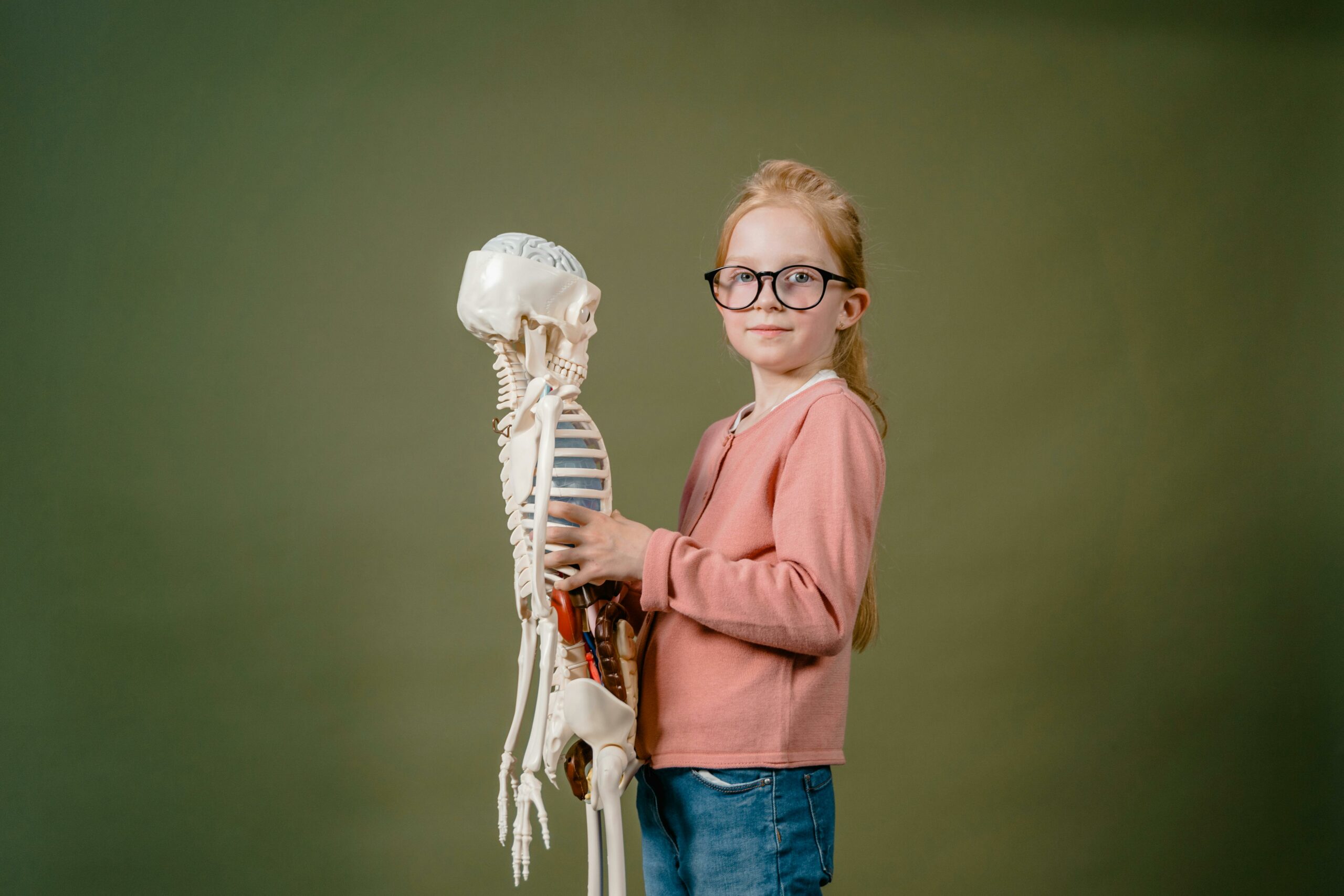 Kostenloses Stock Foto zu #indoor, akademisch, Anatomie-Modell
